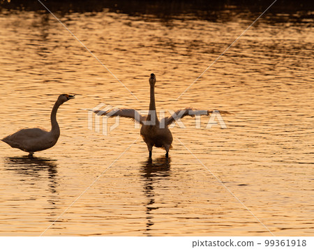 A wintering ground for swans, the graceful and dynamic silhouette of swans flapping their wings at dusk in Sugo-numa, Ibaraki Prefecture 99361918