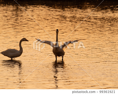 A wintering ground for swans, the graceful and dynamic silhouette of swans flapping their wings at dusk in Sugo-numa, Ibaraki Prefecture A wintering ground for swans, the graceful and dynamic silhouette of swans flapping their wings at dusk in Sugo-numa, Ibaraki Prefecture 99361921