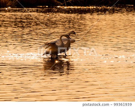 A wintering ground for swans, the graceful and dynamic silhouette of swans flapping their wings at dusk in Sugo-numa, Ibaraki Prefecture A wintering ground for swans, the graceful and dynamic silhouette of swans flapping their wings at dusk in Sugo-numa, Ibaraki Prefecture 99361939