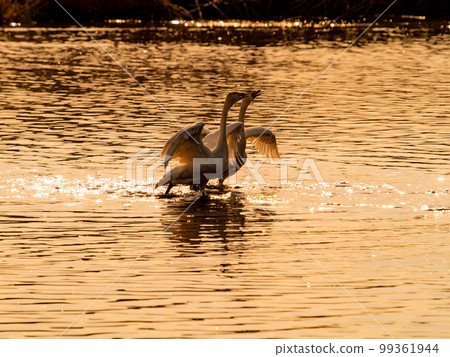 A wintering ground for swans, the graceful and dynamic silhouette of swans flapping their wings at dusk in Sugo-numa, Ibaraki Prefecture A wintering ground for swans, the graceful and dynamic silhouette of swans flapping their wings at dusk in Sugo-numa, Ibaraki Prefecture 99361944