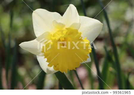有許多不尋常品種的水仙花 99361965