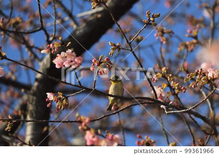 White-eye in Midori Ward, Chiba City White-eye in Midori Ward, Chiba City 99361966