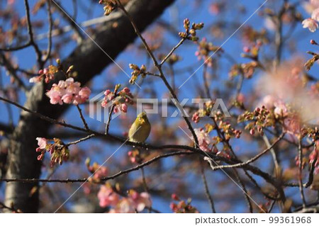 White-eye in Midori Ward, Chiba City White-eye in Midori Ward, Chiba City 99361968