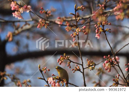 White-eye in Midori Ward, Chiba City 99361972