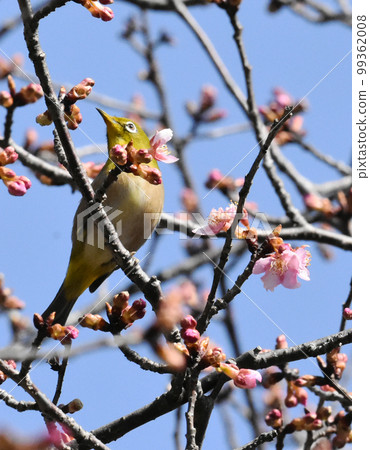 Kawazuzakura and White-eye Sakura Castle Ruins Park Kawazuzakura and White-eye Sakura Castle Ruins Park 99362008