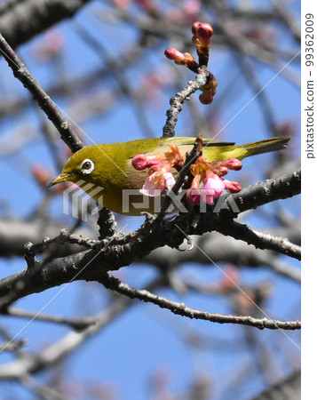 河津櫻與白眼櫻城跡公園 河津櫻與白眼櫻城跡公園 99362009