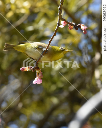 河津櫻與白眼櫻城跡公園 99362012