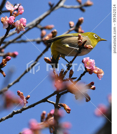 Kawazuzakura and White-eye Sakura Castle Ruins Park Kawazuzakura and White-eye Sakura Castle Ruins Park 99362014