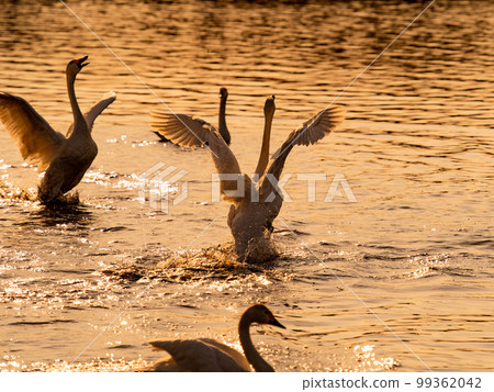 茨城縣須鄉沼,天鵝的越冬地,黃昏時分,天鵝振翅的優美動感剪影 茨城縣須鄉沼,天鵝的越冬地,黃昏時分,天鵝振翅的優美動感剪影 99362042