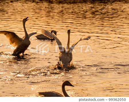 茨城縣須鄉沼，天鵝的越冬地，黃昏時分，天鵝振翅的優美動感剪影 99362050