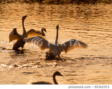 A wintering ground for swans, the graceful and dynamic silhouette of swans flapping their wings at dusk in Sugo-numa, Ibaraki Prefecture A wintering ground for swans, the graceful and dynamic silhouette of swans flapping their wings at dusk in Sugo-numa, Ibaraki Prefecture 99362053