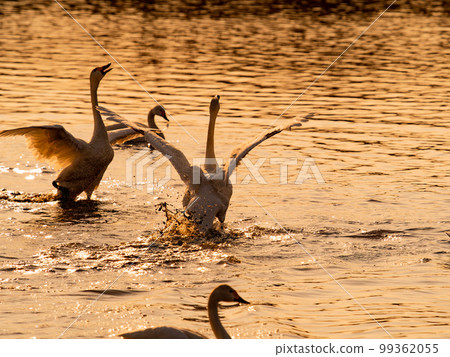 A wintering ground for swans, the graceful and dynamic silhouette of swans flapping their wings at dusk in Sugo-numa, Ibaraki Prefecture A wintering ground for swans, the graceful and dynamic silhouette of swans flapping their wings at dusk in Sugo-numa, Ibaraki Prefecture 99362055