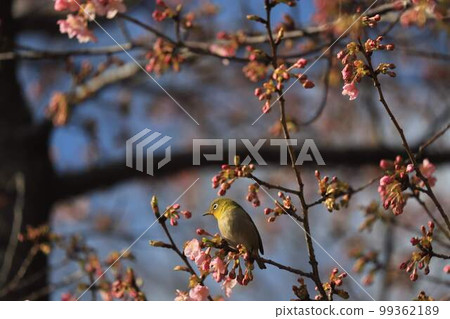 White-eye in Midori Ward, Chiba City 99362189
