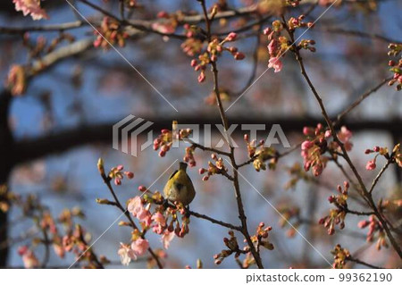 White-eye in Midori Ward, Chiba City White-eye in Midori Ward, Chiba City 99362190