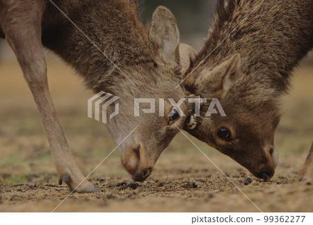 Nara deer 99362277