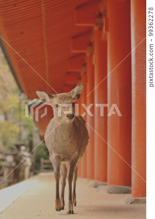 奈良鹿 99362278