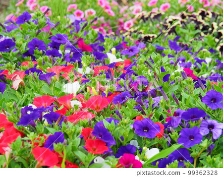 五顏六色的花壇，喇叭花盛開 99362328