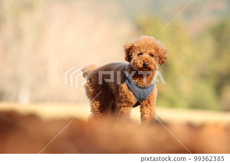 玩具貴賓犬 99362385