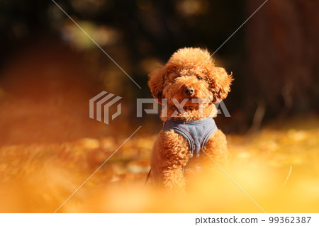 玩具貴賓犬 玩具貴賓犬 99362387