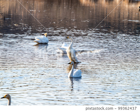 A wintering ground for swans: the graceful and dynamic fluttering of swans' wings in Sugo-numa, Ibaraki Prefecture A wintering ground for swans: the graceful and dynamic fluttering of swans' wings in Sugo-numa, Ibaraki Prefecture 99362437