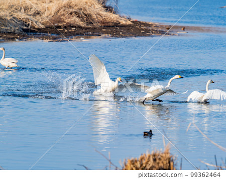 A wintering ground for swans: the graceful and dynamic fluttering of swans' wings in Sugo-numa, Ibaraki Prefecture A wintering ground for swans: the graceful and dynamic fluttering of swans' wings in Sugo-numa, Ibaraki Prefecture 99362464
