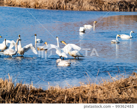 A wintering ground for swans: the graceful and dynamic fluttering of swans' wings in Sugo-numa, Ibaraki Prefecture 99362483