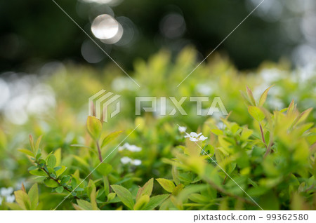 甜alicantum 甜alicantum 99362580