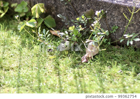 人造草坪上長出雜草 人造草坪花園的護理 人造草坪上長出雜草 人造草坪花園的護理 99362754