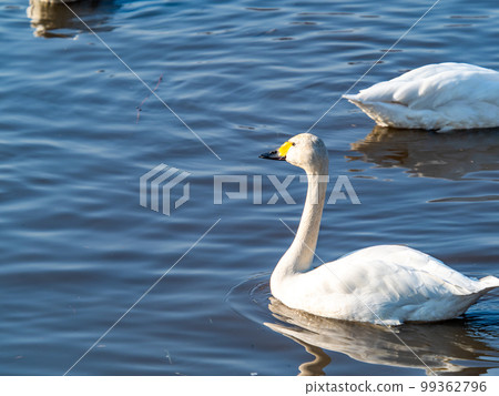 A wintering ground for swans: A flock of graceful and beautiful swans in Sugo-numa, Ibaraki Prefecture 99362796