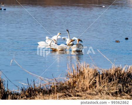 A wintering ground for swans: A flock of graceful and beautiful swans in Sugo-numa, Ibaraki Prefecture 99362862