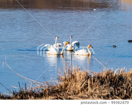 A wintering ground for swans: A flock of graceful and beautiful swans in Sugo-numa, Ibaraki Prefecture A wintering ground for swans: A flock of graceful and beautiful swans in Sugo-numa, Ibaraki Prefecture 99362870