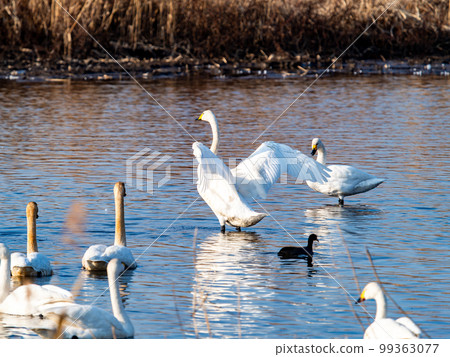 天鵝的越冬地：茨城縣須鄉沼，天鵝振翅的姿態優雅動感 99363077