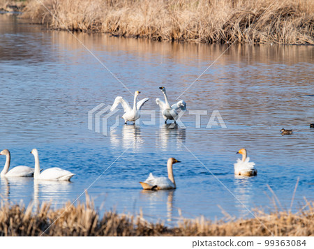 A wintering ground for swans: the graceful and dynamic fluttering of swans' wings in Sugo-numa, Ibaraki Prefecture A wintering ground for swans: the graceful and dynamic fluttering of swans' wings in Sugo-numa, Ibaraki Prefecture 99363084