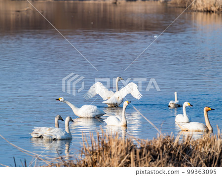 天鵝的越冬地：茨城縣須鄉沼，天鵝振翅的姿態優雅動感 99363095