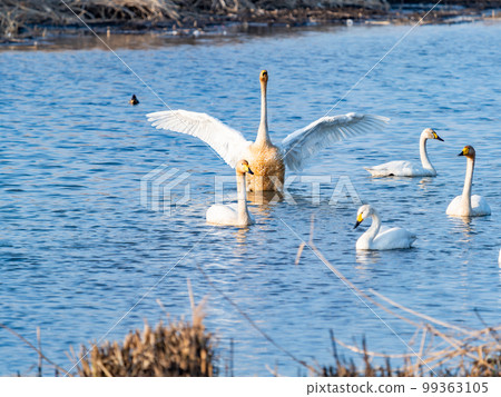 A wintering ground for swans: the graceful and dynamic fluttering of swans' wings in Sugo-numa, Ibaraki Prefecture 99363105