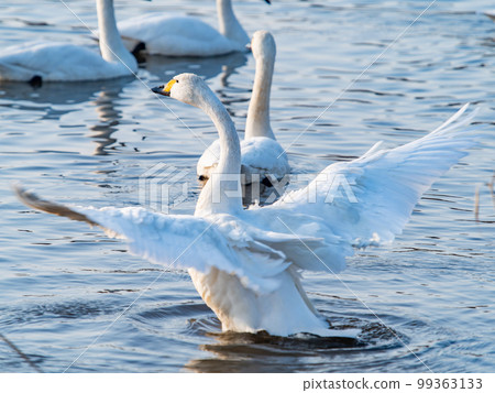 天鵝的越冬地：茨城縣須鄉沼，天鵝振翅的姿態優雅動感 99363133