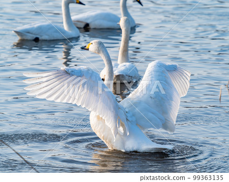 A wintering ground for swans: the graceful and dynamic fluttering of swans' wings in Sugo-numa, Ibaraki Prefecture A wintering ground for swans: the graceful and dynamic fluttering of swans' wings in Sugo-numa, Ibaraki Prefecture 99363135