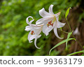 百合花開在山上 99363179