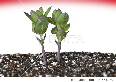 Decarbonized society SDGs Sustainable future society Decarbonized society SDGs Sustainable future society 99363270