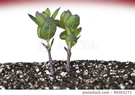 Decarbonized society SDGs Sustainable future society 99363271