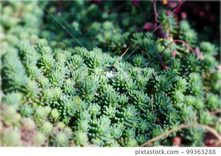 Sedum 多肉植物 Hispanicum 雨後葉子上密密麻麻的水滴 99363288