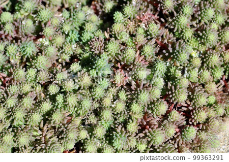Sedum 多肉植物 Hispanicum 雨後葉子上密密麻麻的水滴 99363291