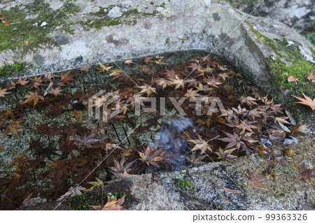 Maple leaves floating in the water after autumn leaves! (Momiji) Japan Autumn Maple leaves floating in the water after autumn leaves! (Momiji) Japan Autumn 99363326