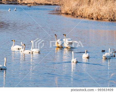 天鵝的越冬地：茨城縣須鄉沼，優雅美麗的天鵝群 99363409