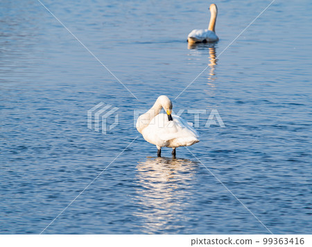 A wintering ground for swans: A flock of graceful and beautiful swans in Sugo-numa, Ibaraki Prefecture 99363416