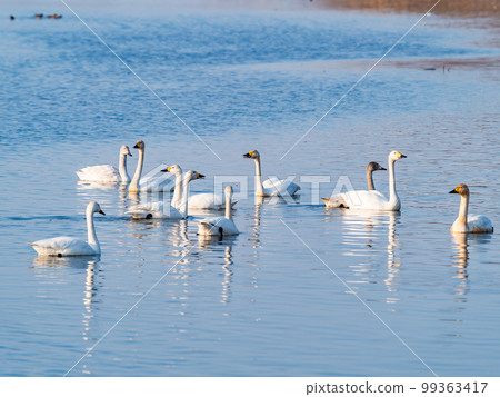 A wintering ground for swans: A flock of graceful and beautiful swans in Sugo-numa, Ibaraki Prefecture 99363417