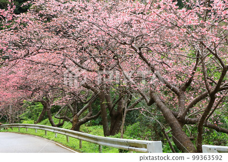 八重岳櫻之森公園 寒緋櫻盛開 八重岳櫻之森公園 寒緋櫻盛開 99363592