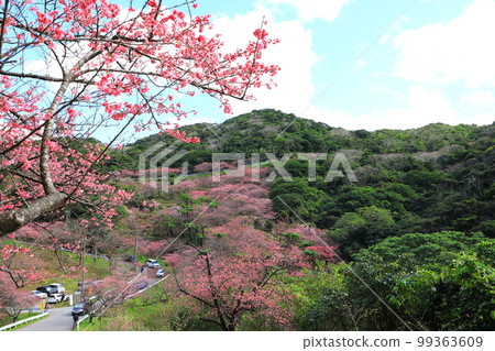 八重岳櫻之森公園 寒緋櫻盛開 99363609