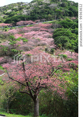 八重岳櫻之森公園 寒緋櫻盛開 99363612