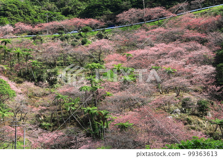 八重岳櫻之森公園 寒緋櫻盛開 99363613